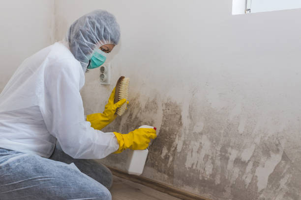 Best Industrial Mold Remediation in Chillum, MD