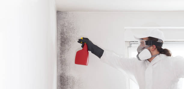 Best Insurance-Related Mold Remediation in Chillum, MD